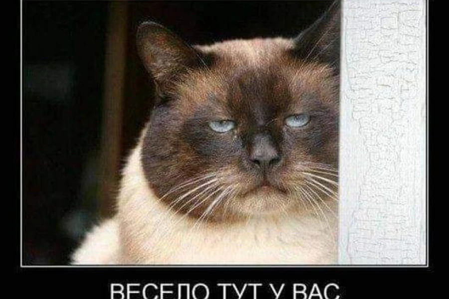 Таня Адамс - Дайджест за 28082021