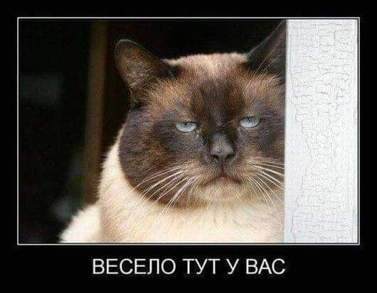 pic pic