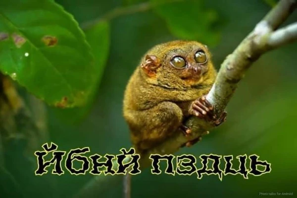 pic pic