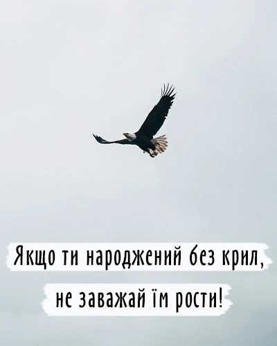 pic pic