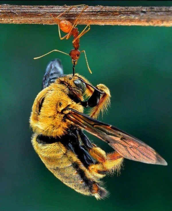 pic pic