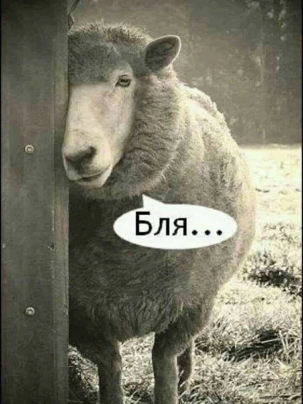 pic pic
