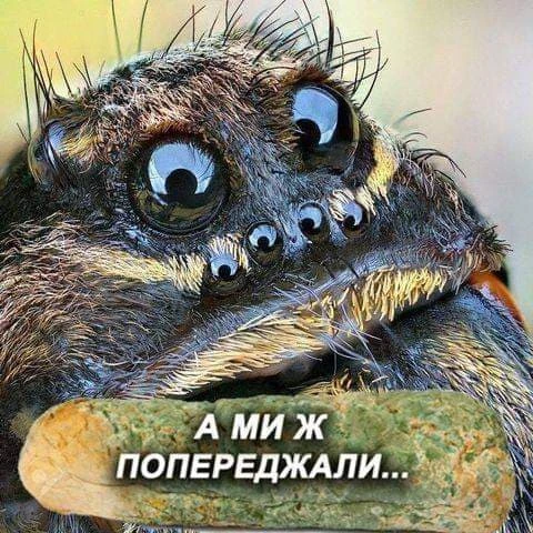 pic pic