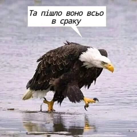 pic pic