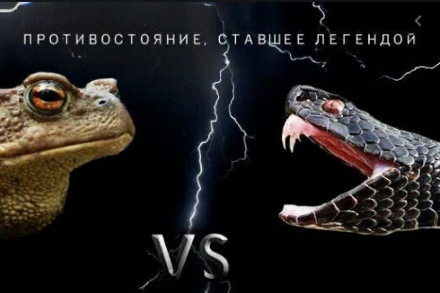 Роман Цимбалюк - Cцепились жаба с гадюкой