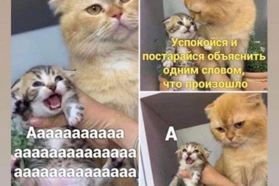 Таня Адамс - Дайджест 18022022