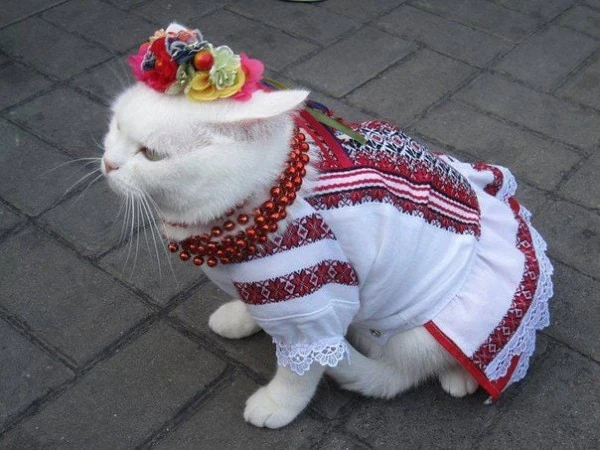 pic 